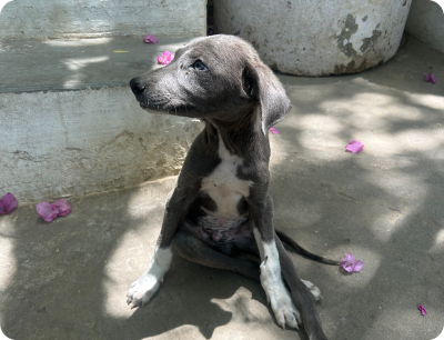 A relaxed dog in a natural environment with its ears, eyes, tail and complete body visible