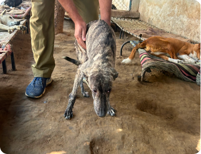 A street dog showing a cautious or uncertain posture while feeling uncomfortable