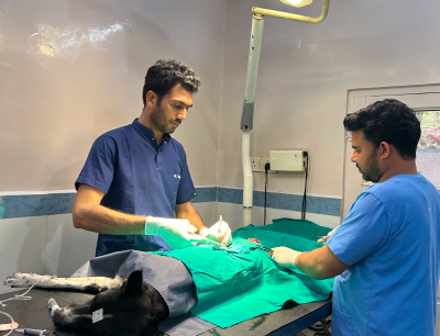 HIS veterinary staff working with a street dog during Animal Birth Control or vaccination work