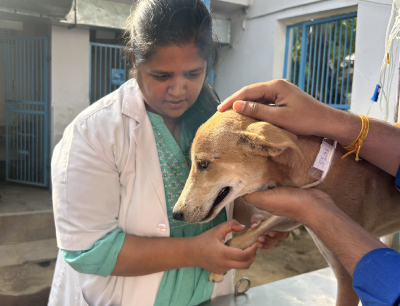 Help in Suffering rescue ambulance providing emergency assistance to an injured or distressed dog