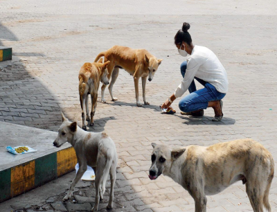 A street dog showing a cautious or uncertain posture while feeling uncomfortable