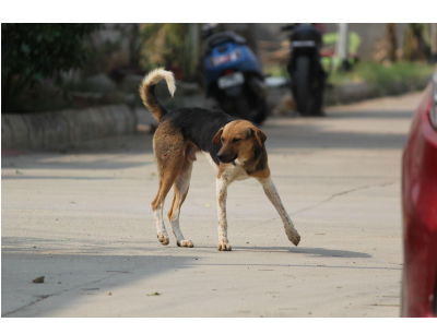A street dog showing a cautious or uncertain posture while feeling uncomfortable