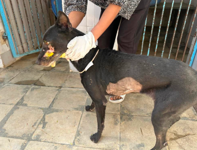 A street dog showing a cautious or uncertain posture while feeling uncomfortable