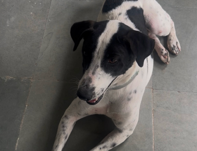 A street dog showing a cautious or uncertain posture while feeling uncomfortable