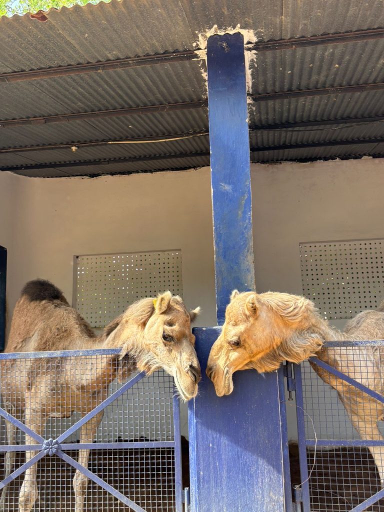 Beyond the Thar: Camel Welfare in Rajasthan and Pushkar Mela